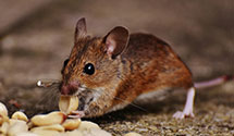24 Hour & Emergency Exterminators in New Washoe City, NV